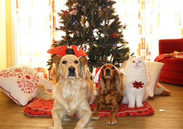 Holistic Dog Care